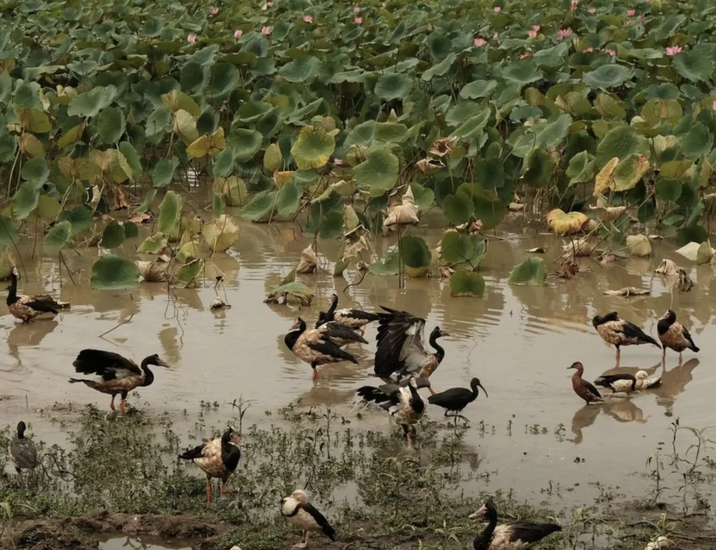Mamukala Wetlands