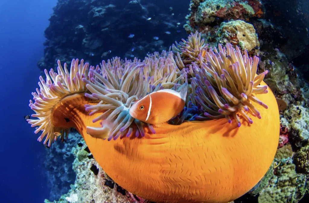 Day Trip Creative | Australia Diving Adventures Osprey Reef