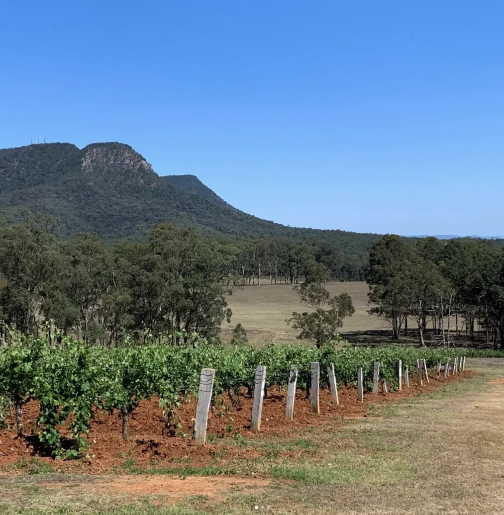 Tyrrell's Vineyard