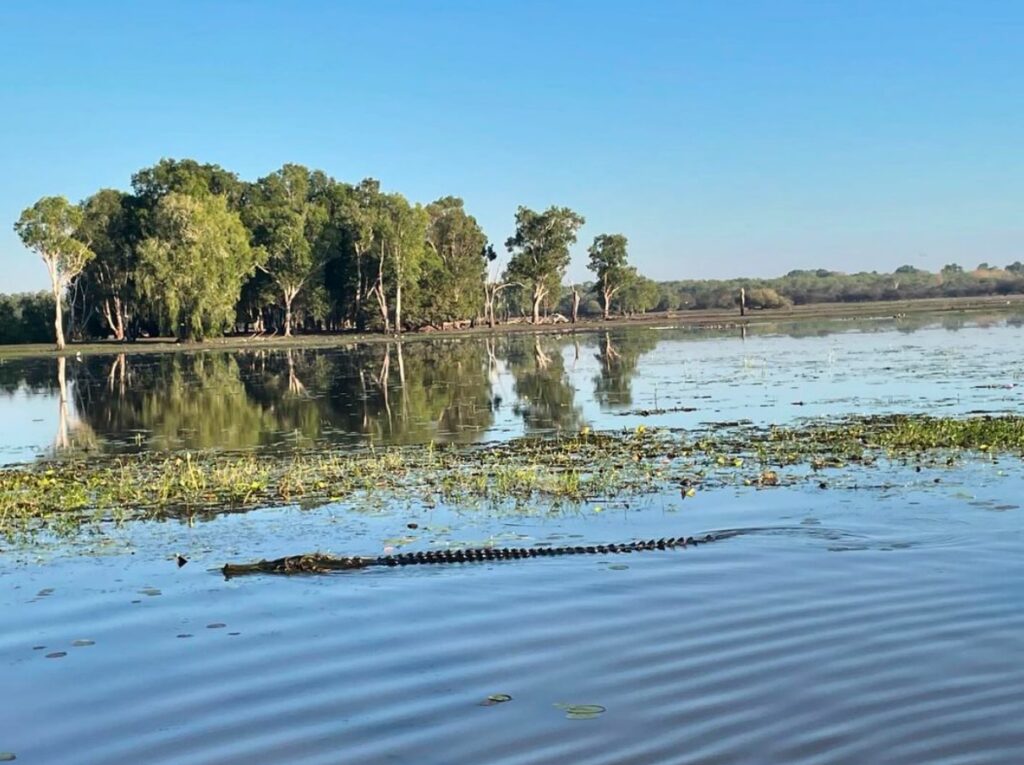 saltwater crocodiles